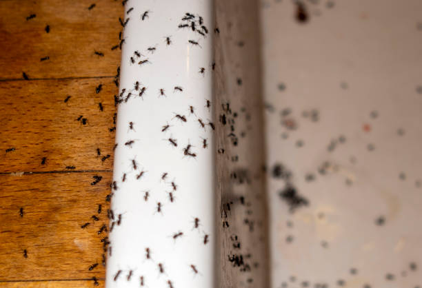 Best Wasp Removal Services  in North Pembroke, MA